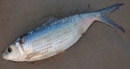 Madeiran Sardinella