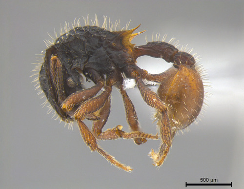 Blepharidatta conopsBlepharidatta conops