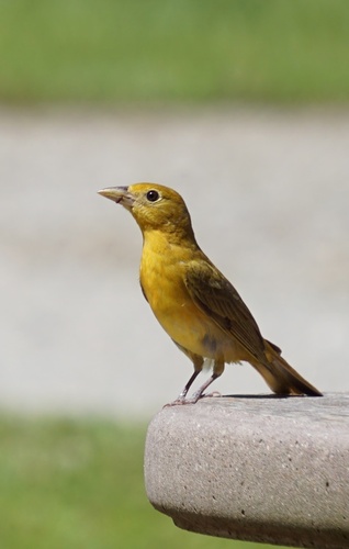Summer Tanager