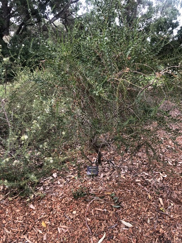 Milky Emu Bush (Eremophila lactea)