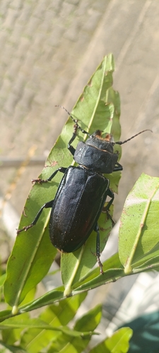 Mallodon spinibarbis