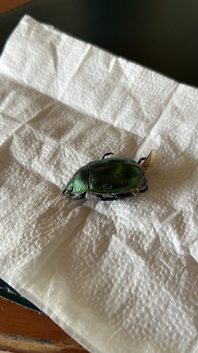 Pelidnota cyanipes