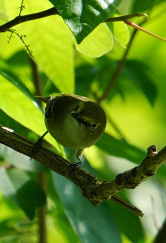 White-eyed Vireo