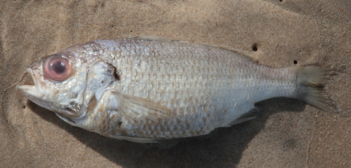 Bigeye Grunt
