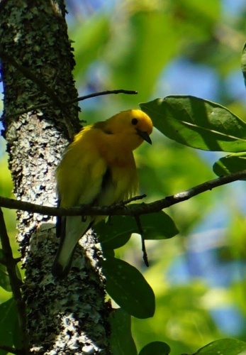 Prothonotary Warbler