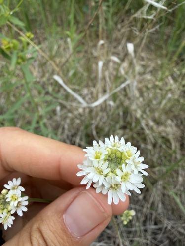hoary alyssum