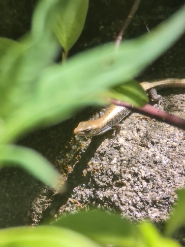 iNaturalist observation photo of Northern Alligator Lizard