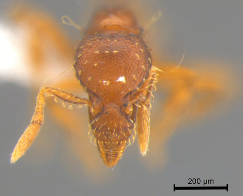 Strumigenys fridericimuelleriStrumigenys fridericimuelleri