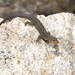 Nilgiri Round-eyed Gecko - Photo (c) Angus Mcnab, all rights reserved, uploaded by Angus Mcnab