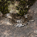 Jerdon's Kukri Snake - Photo (c) Angus Mcnab, all rights reserved, uploaded by Angus Mcnab