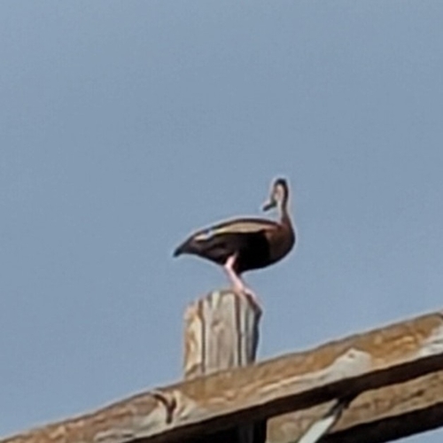 Black-bellied Whistling-Duck