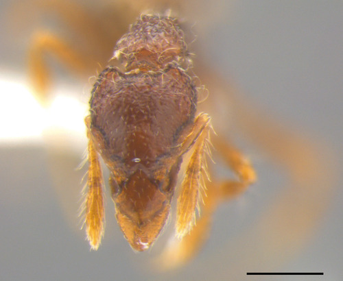Strumigenys villiersiStrumigenys villiersi