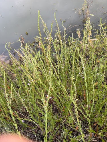 Featured image for “Winged Loosestrife”