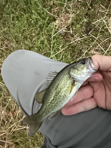 Featured image for “Largemouth Bass Complex”