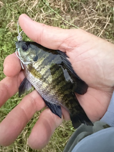 Featured image for “Bluegill”