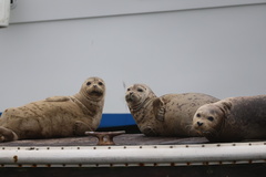 Pacific Harbor Seal