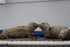 Pacific Harbor Seal