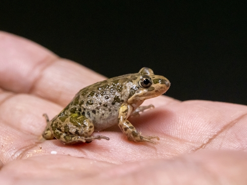 Spotted Marsh Frog