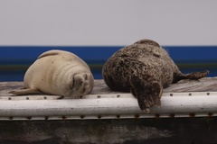 Pacific Harbor Seal
