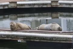 Pacific Harbor Seal