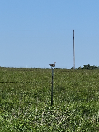 Upland Sandpiper