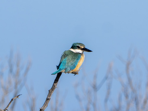 Sacred Kingfisher