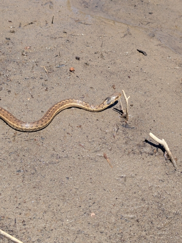 Western Terrestrial Garter Snake