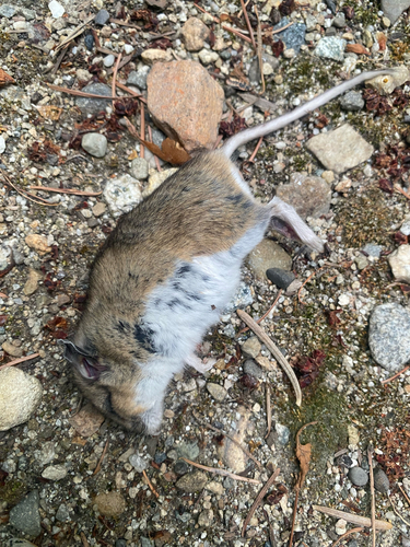 Western Deer Mouse
