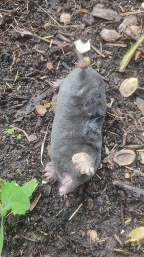 European Mole