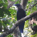 Corvus fuscicapillus - Photo (c) m choi azis, כל הזכויות שמורות, הועלה על ידי m choi azis