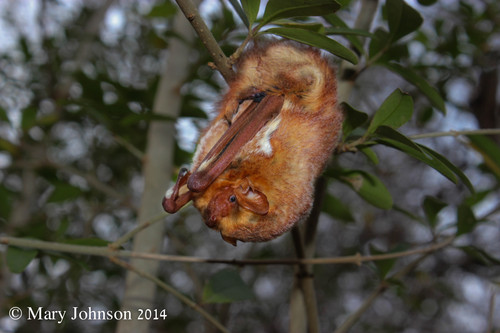 Eastern Red Bat