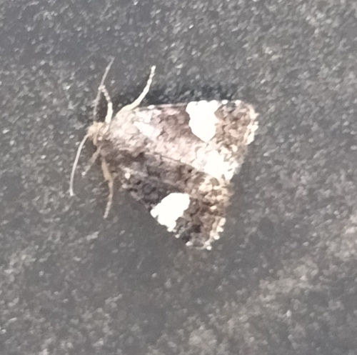 Four-spotted Moth