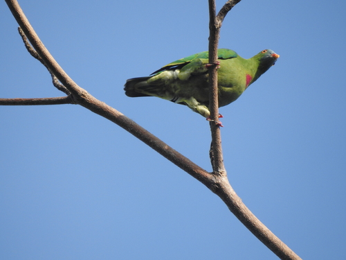 Subspecies Ptilinopus viridis pectoralis · iNaturalist United Kingdom