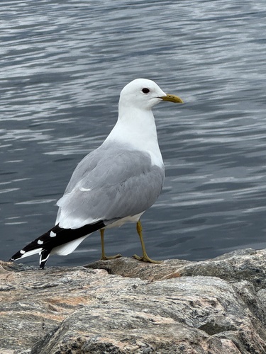 Common Gull