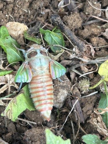 Red Cicada