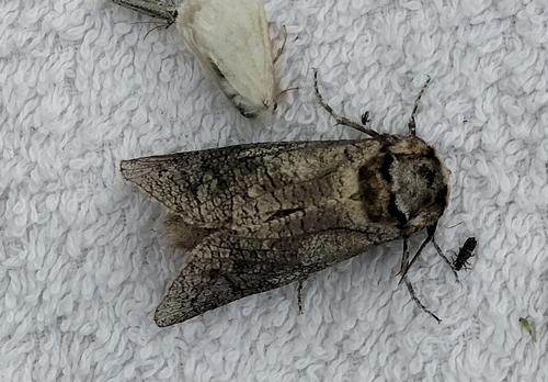 Goat Moth