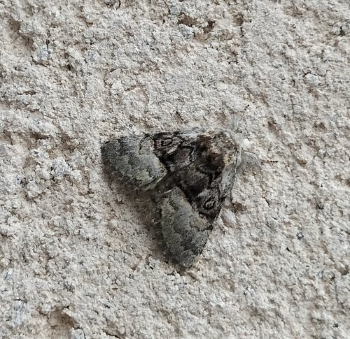 Nut-Tree Tussock