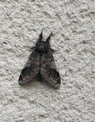Three-humped Prominent