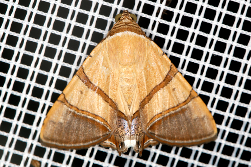 Eulepidotis juncida Guenée, 1852