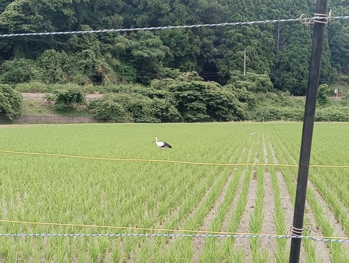Oriental Stork