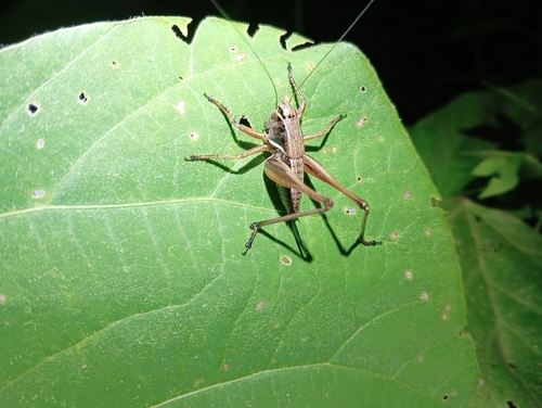 Chizuella bonneti