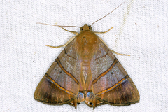 Image of Eulepidotis addens