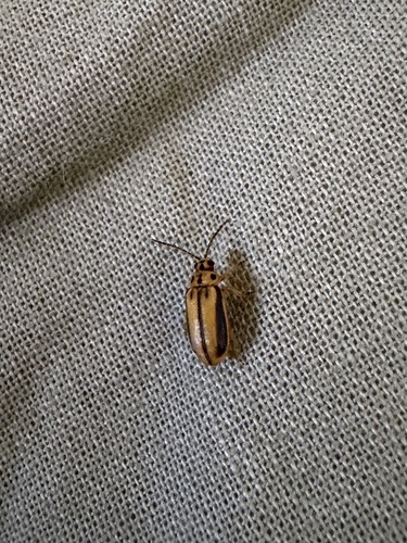 Elm Leaf Beetle