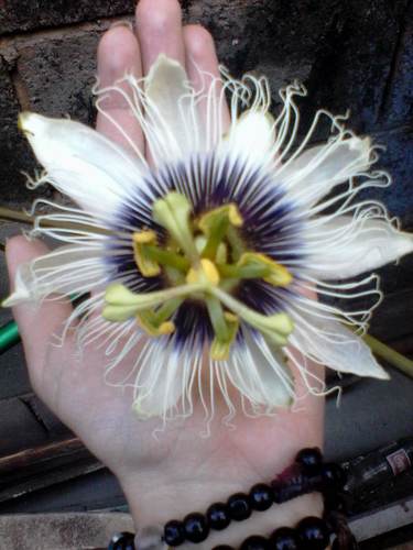 common passionfruit