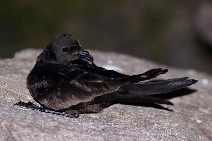 Black Storm-Petrel photo