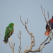 New Guinea Papuan Eclectus - Photo (c) m choi azis, all rights reserved, uploaded by m choi azis