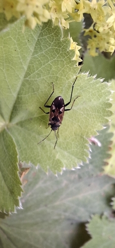 bright-spotted groundbug
