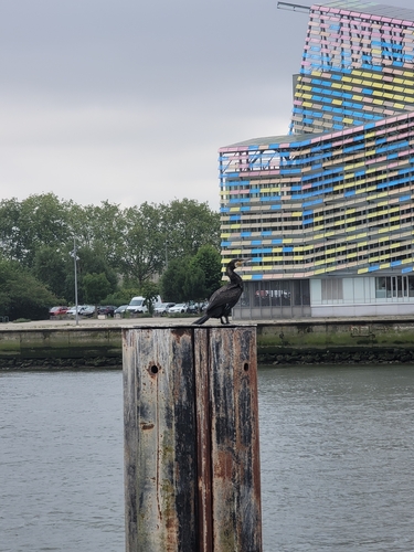 Great Cormorant