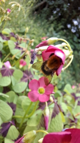 Common Carder Bumble Bee