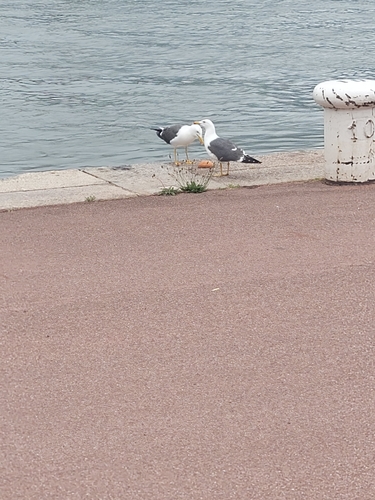 Lesser Black-backed Gull
